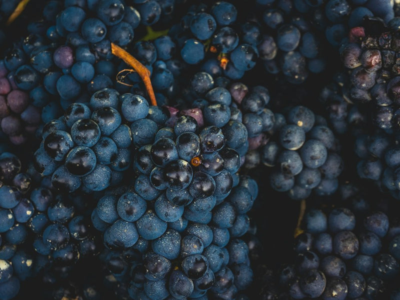 Cacho de uvas, origem do Resveratrox