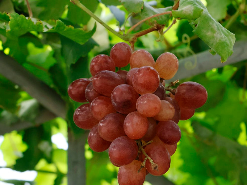 Cacho de uvas na videira