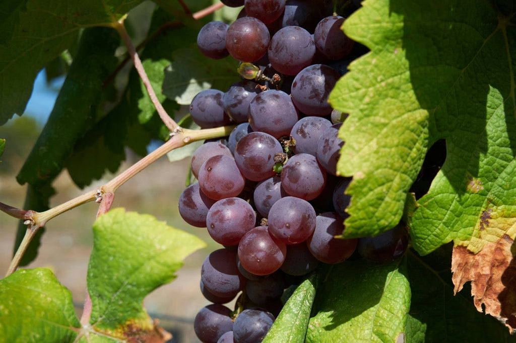Resveratrol Creme Rosto: 7 Benefícios para Sua Pele