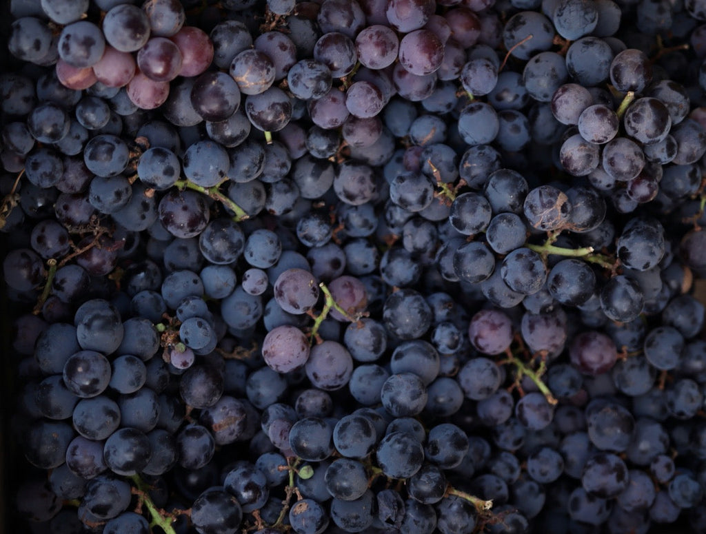 O que é resveratrol e por que ele é o queridinho do skincare?